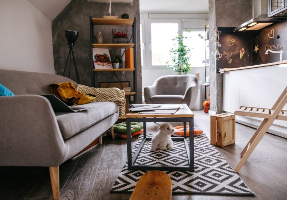 Cozy living room with small dog